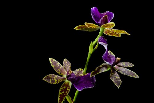 Flower Ge1ff81f5e 1920