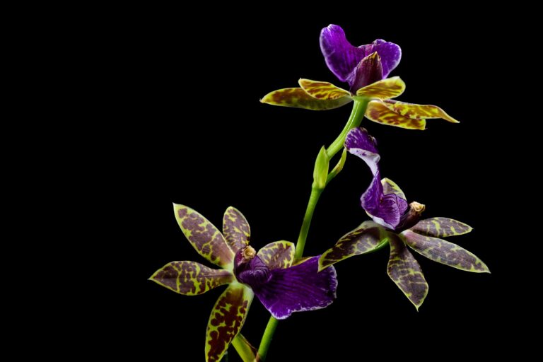 Flower Ge1ff81f5e 1920