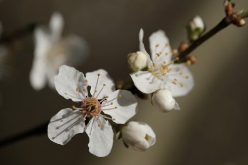 Flowers Gdfc8d620e 1920